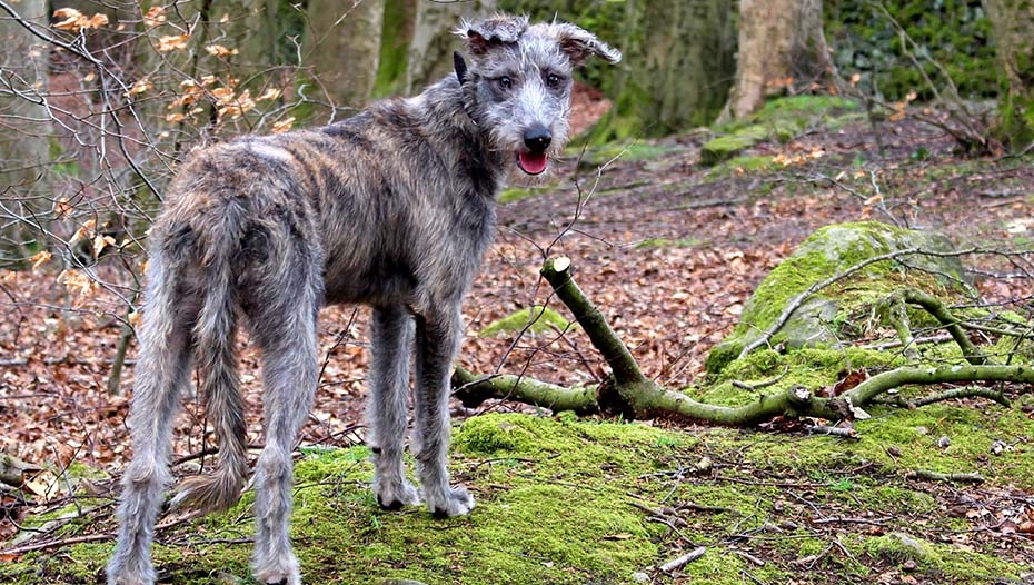 Long haired shop lurcher dog